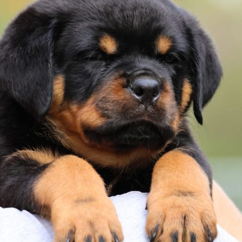 Sublimes chiots rottweiler lof #0