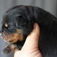 Sublimes chiots rottweiler lof #3