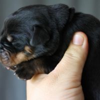 Sublimes chiots rottweiler lof #4