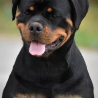 Sublimes chiots rottweiler lof #5