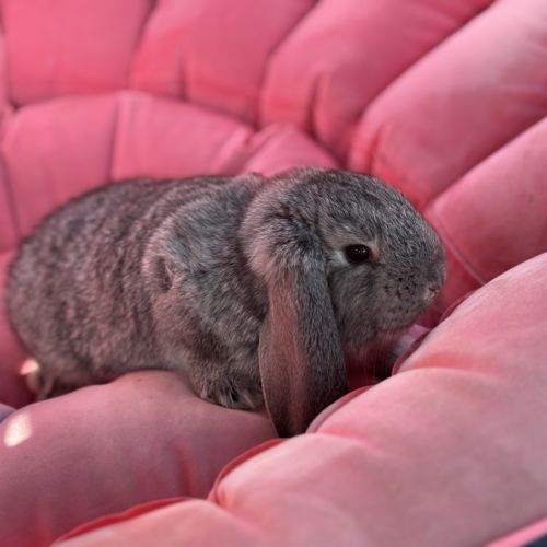 Lapin nain bélier #1