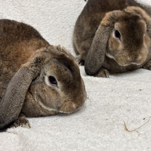 Lapin nain bélier #3