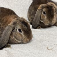 Lapin nain bélier #3