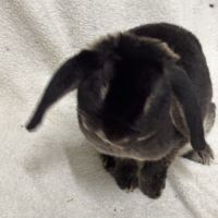 Lapin nain bélier #4