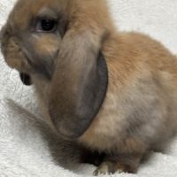 Lapin nain bélier #5