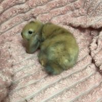 Lapin nain bélier #6