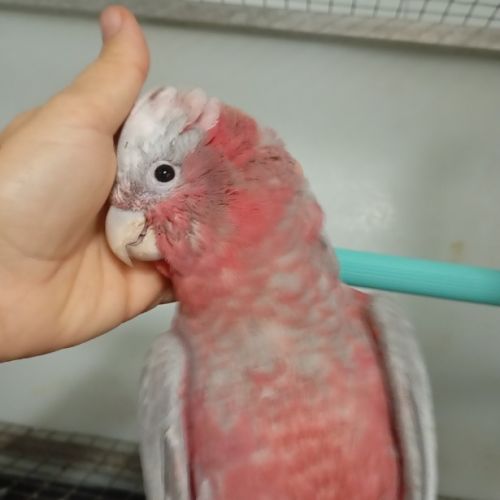 Perroquet jeune cacatoès rosalbin