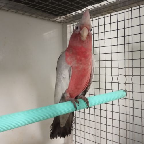 Perroquet jeune cacatoès rosalbin #4