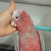 Perroquet jeune cacatoès rosalbin