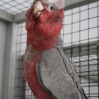 Perroquet jeune cacatoès rosalbin #3