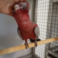 Perroquet jeune cacatoès rosalbin #5