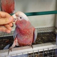 Perroquet jeune cacatoès rosalbin #6