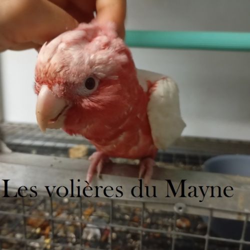 Jeune femelle cacatoès rosalbin lutino #1