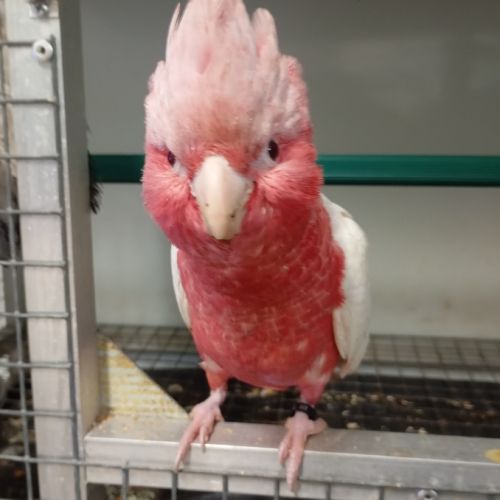 Jeune femelle cacatoès rosalbin lutino #3