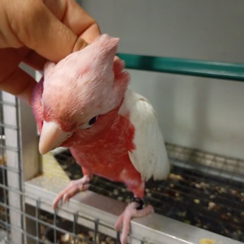 Jeune femelle cacatoès rosalbin lutino #5