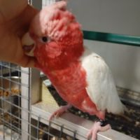 Jeune femelle cacatoès rosalbin lutino