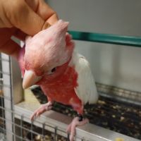 Jeune femelle cacatoès rosalbin lutino #5