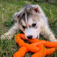 Chiot husky sibérien lof