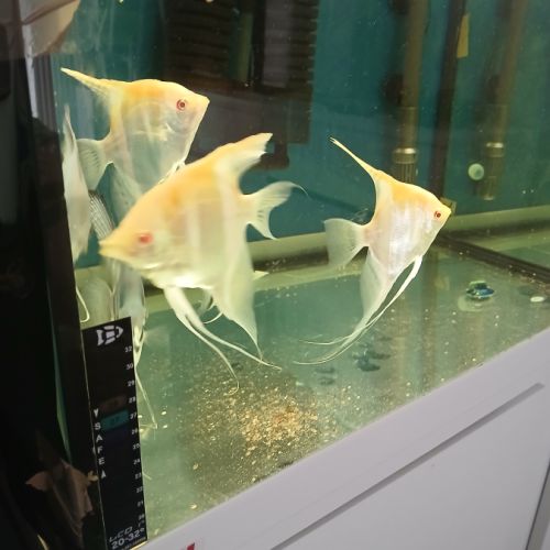 Lot de 7 scalaires #2