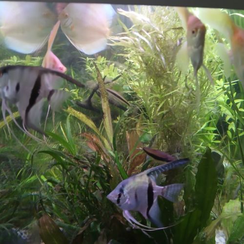 Lot de 7 scalaires #5