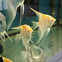 Lot de 7 scalaires #1