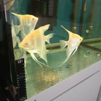 Lot de 7 scalaires #2