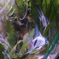 Lot de 7 scalaires #0