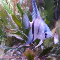 Lot de 7 scalaires #4