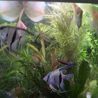 Lot de 7 scalaires #5