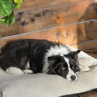 Border collie 6 ans