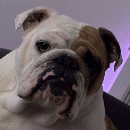 Chiot mâle bulldog anglais #1
