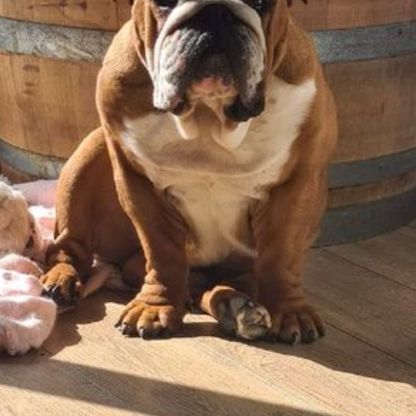 Chiot mâle bulldog anglais #2
