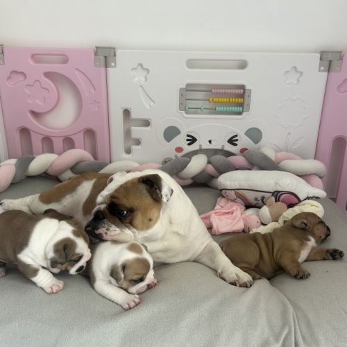 Chiot mâle bulldog anglais #3