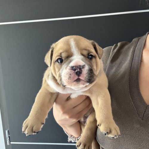 Chiot mâle bulldog anglais #5