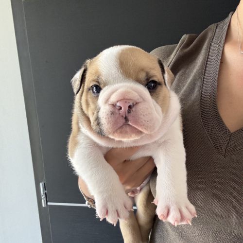 Chiot mâle bulldog anglais #6