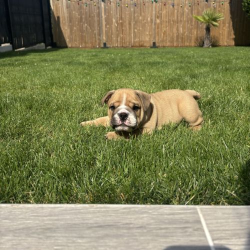 Chiot mâle bulldog anglais #8