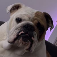 Chiot mâle bulldog anglais #1