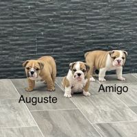 Chiot mâle bulldog anglais