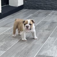 Chiot mâle bulldog anglais #7