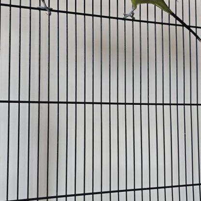 2 perruches ondulées #2