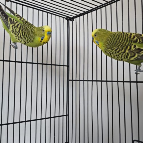 2 perruches ondulées #3