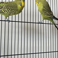 2 perruches ondulées