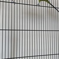 2 perruches ondulées #2