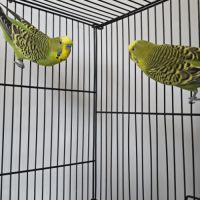 2 perruches ondulées #3