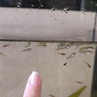 Alevins guppy