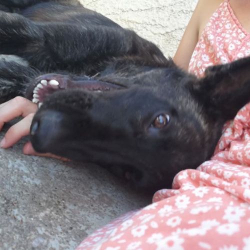 Donne chien berger hollandais #2