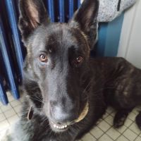 Donne chien berger hollandais