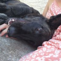 Donne chien berger hollandais #2