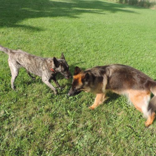 Berger hollandais #1