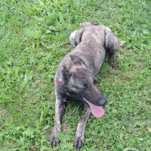 Berger hollandais #2